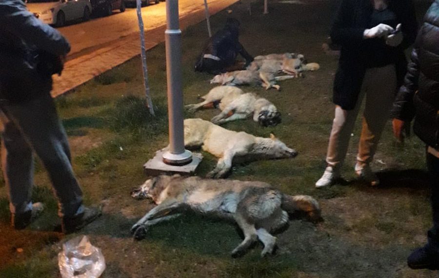Türkiye bunu konuşuyor: 13 köpek zehirlenerek öldürüldü!