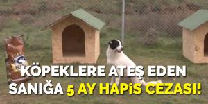 Köpeklere ateş eden sanığa 5 ay hapis cezası!