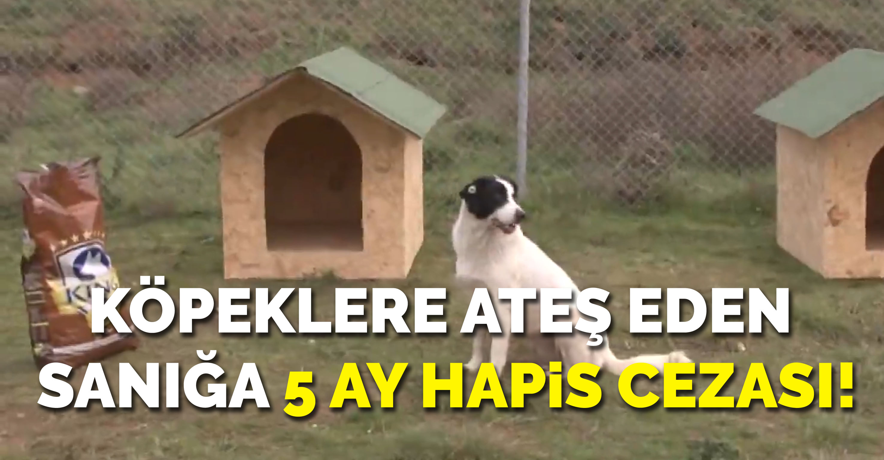 Köpeklere ateş eden sanığa 5 ay hapis cezası!