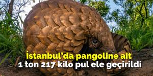 İstanbul’da pangoline ait 1 ton 217 kilogram pul ele geçirildi