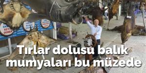 Tırlar dolusu balık mumyaları bu müzede