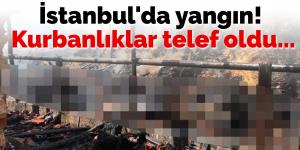 İstanbul’da yangın! Kurbanlıklar telef oldu…