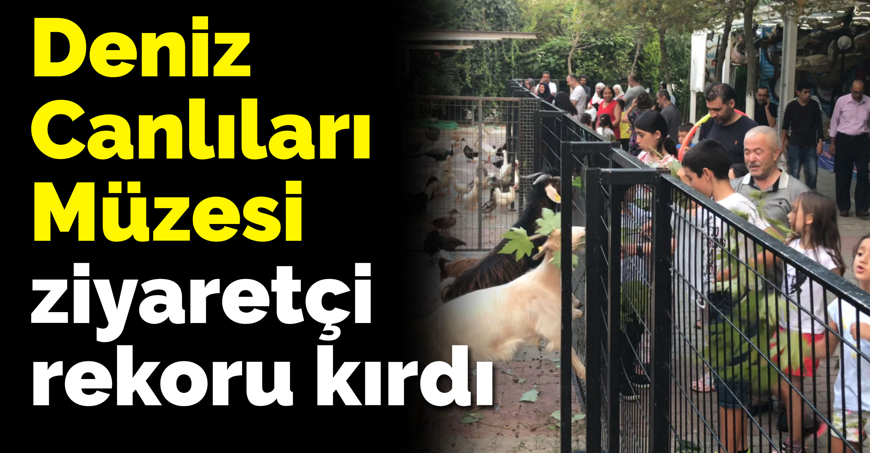 Türkiye Deniz Canlıları Müzesi ziyaretçi rekoru kırdı