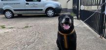 10 Yıllık Sahibi Tarafından Bir Notla Birlikte Barınağın Kapısına Terk Edilen Yaşlı Köpek