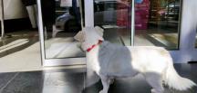 Sahibi tedavi gören köpek, 5 gündür hastane kapısında bekliyor -VİDEO HABER-