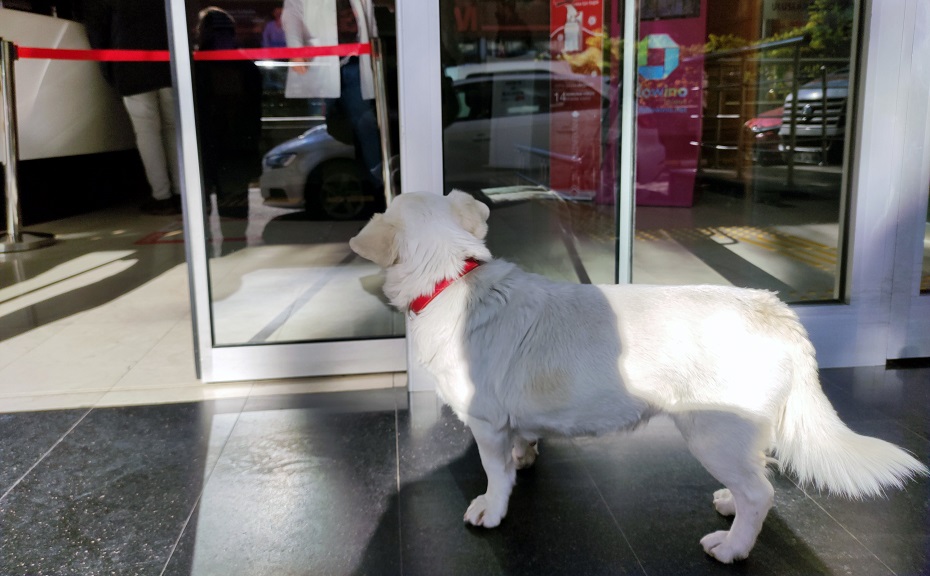 Sahibi tedavi gören köpek, 5 gündür hastane kapısında bekliyor -VİDEO HABER-