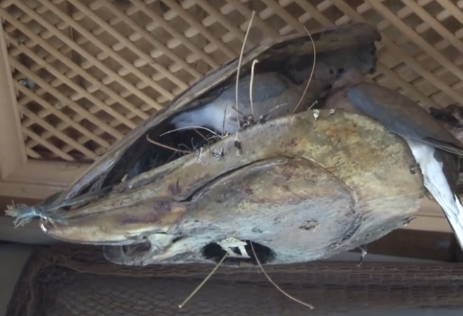 Türkiye Deniz Canlıları Müzesi kuşların yuvası oldu