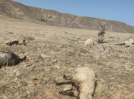 Cesedi Bulunan Çobanın 20 Koyunu Da Telef Olmuş