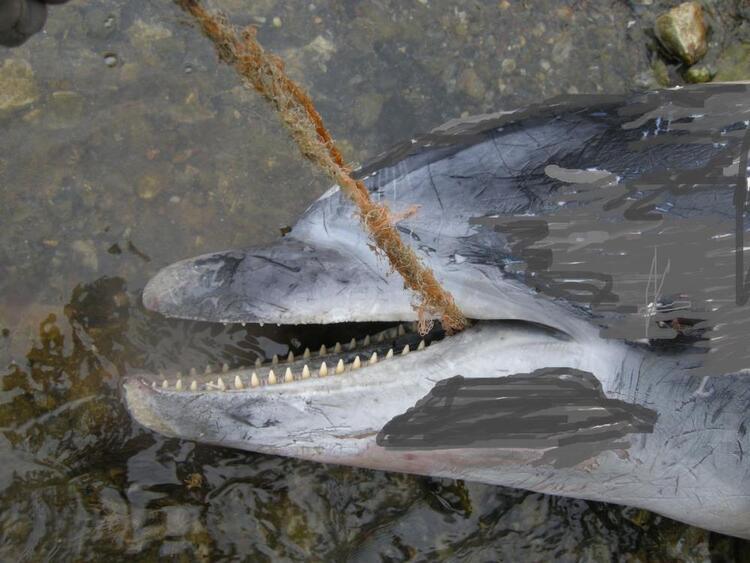 Kuşadası’nda Bulunan Ölü Yunus Tedirgin Etti