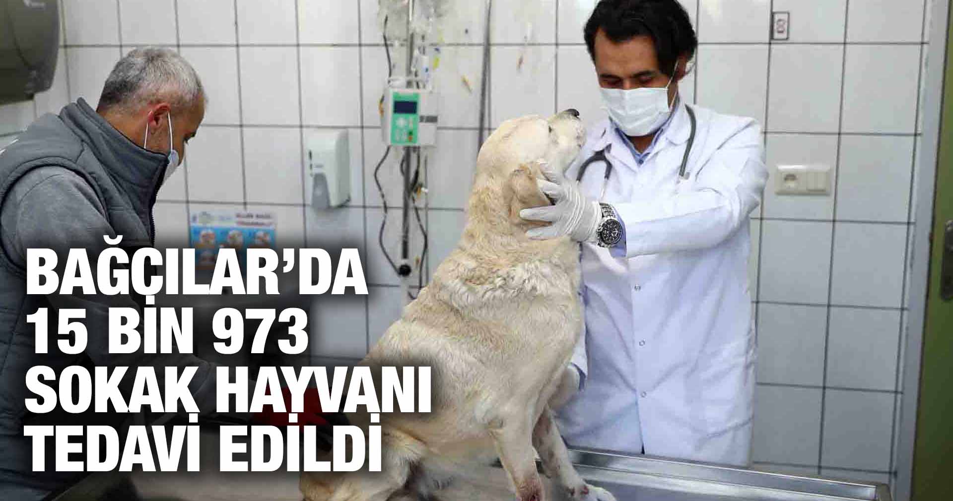 BAĞCILAR’DA 15 BİN 973 SOKAK HAYVANI TEDAVİ EDİLDİ