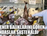 DEV FENER BALIKLARINI GÖREN VATANDAŞLAR ŞAŞTI KALDI