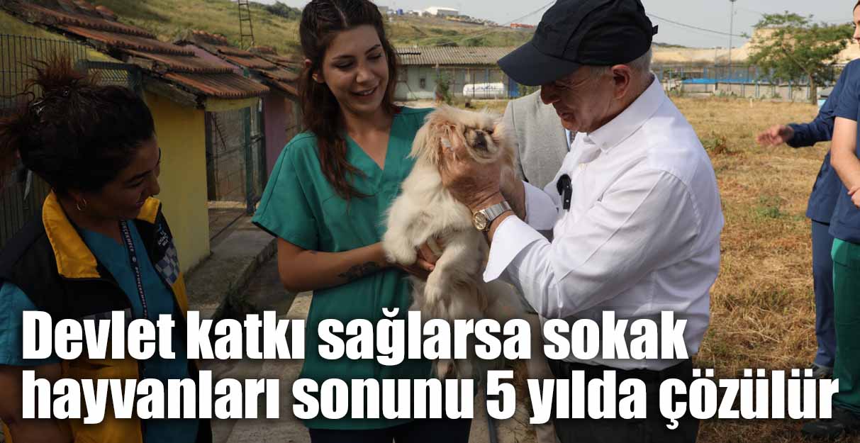 Devlet katkı sağlarsa sokak hayvanları sonunu 5 yılda çözülür