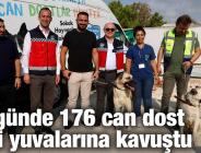 15 günde 176 can dost yeni yuvalarına kavuştu