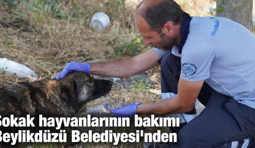 Sokak hayvanlarının bakımı Beylikdüzü Belediyesi’nden