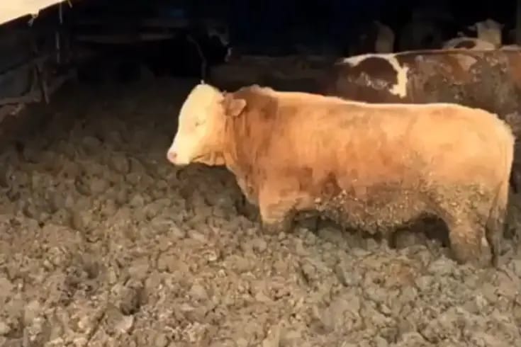 3 kuruş için hayvanlara bunu yaptılar! Bakanlık affetmedi